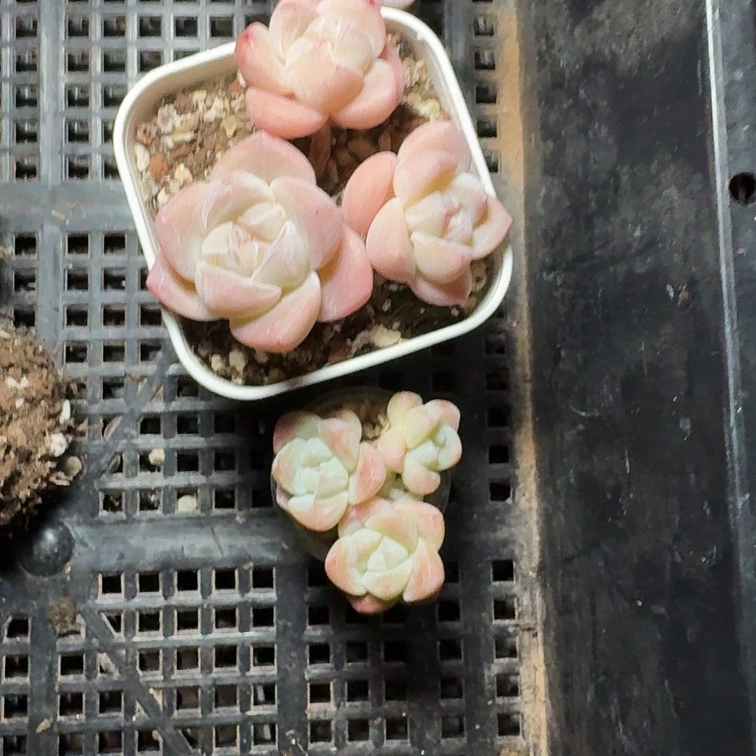 春***妍卡卡米冰玉三头带盆