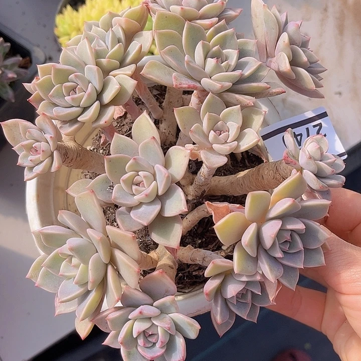 红粉佳人2740多肉植物