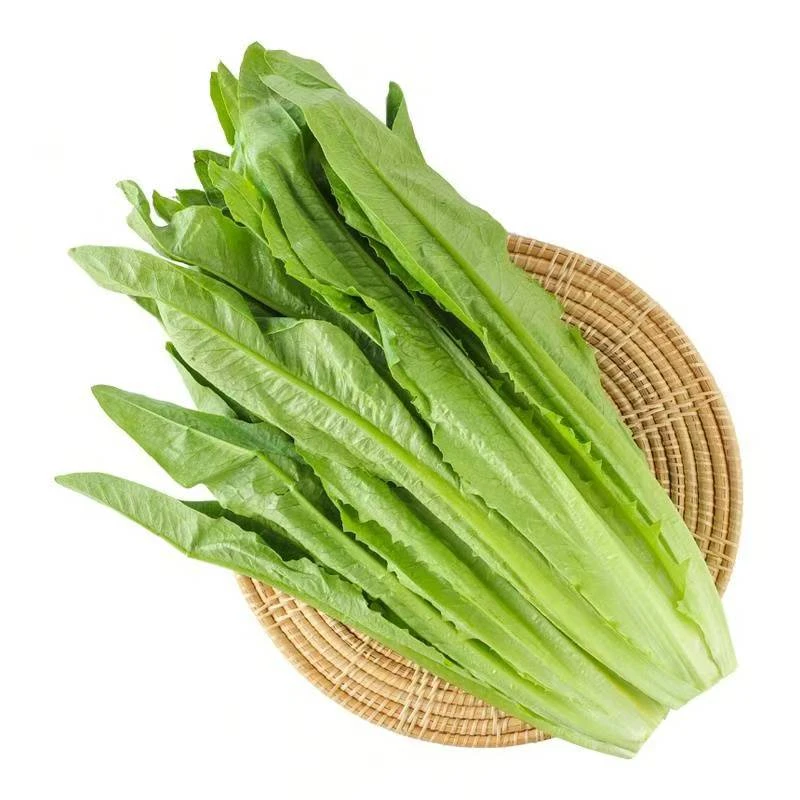 有机油麦菜农场直销
