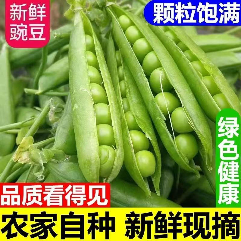 河南新鲜带壳豌豆当季青豌豆荚脆甜生荷兰豆现摘现发蔬菜批发5斤