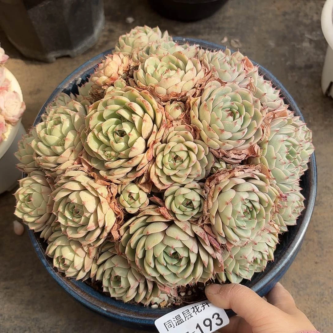 同温层多肉笨吧193