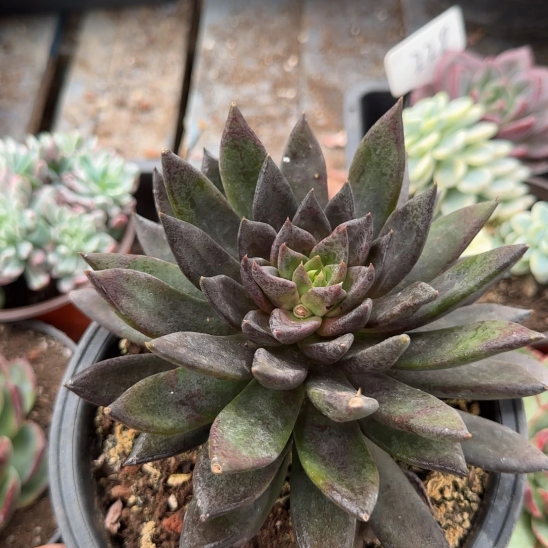 黑骑士惊鸿一物一拍包装收缩花旱