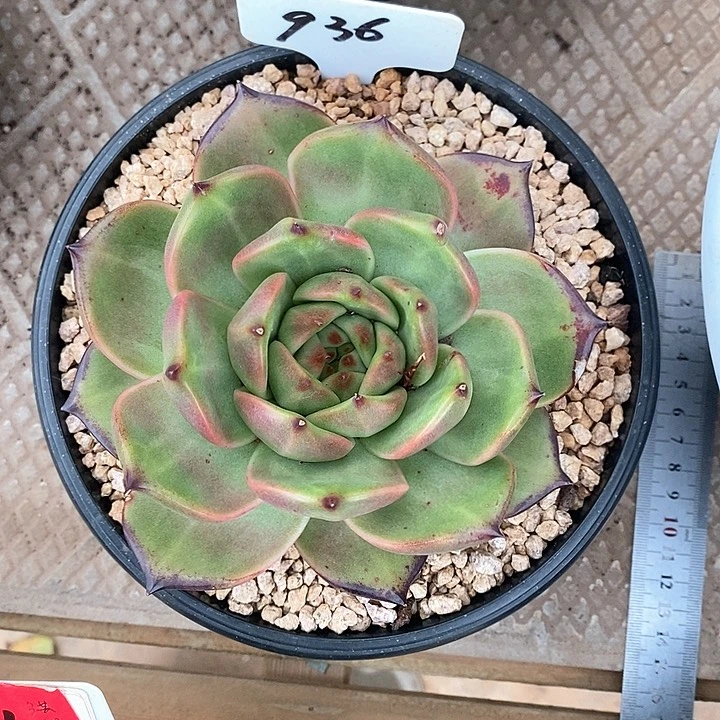 936直播福利菩萨15