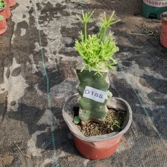 物***非无花朵188木偶人脱土