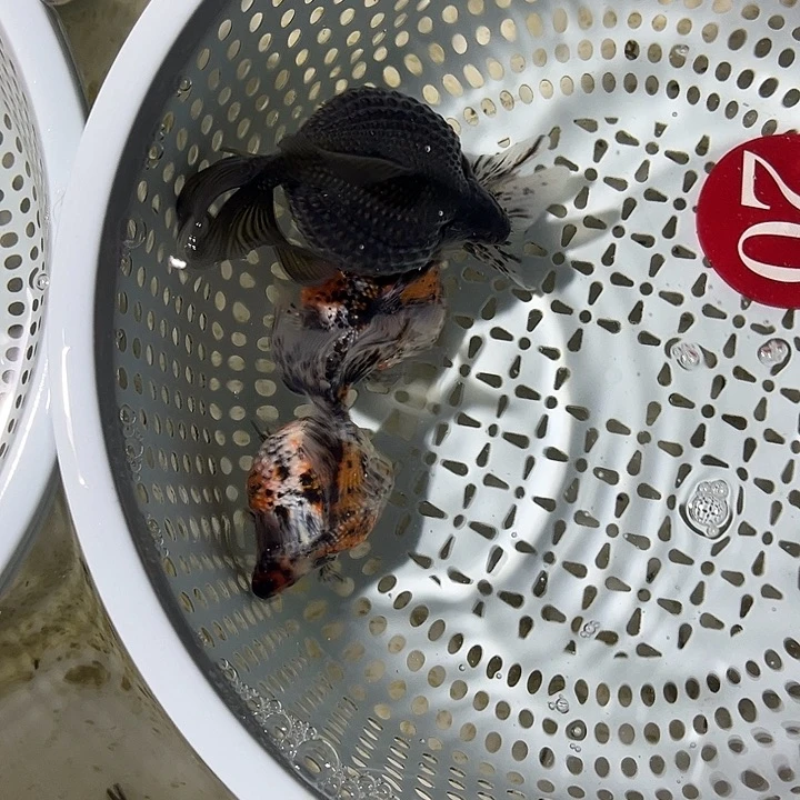 海水鱼珍珠金鱼淡水金鱼