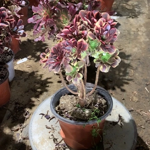 欧嘉莉多肉植物法师76号