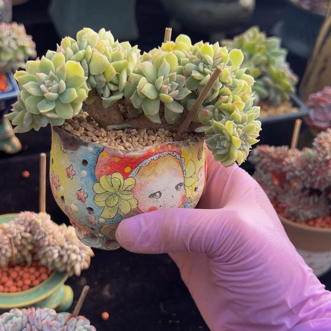 香芋紫 新年快乐 新年快乐