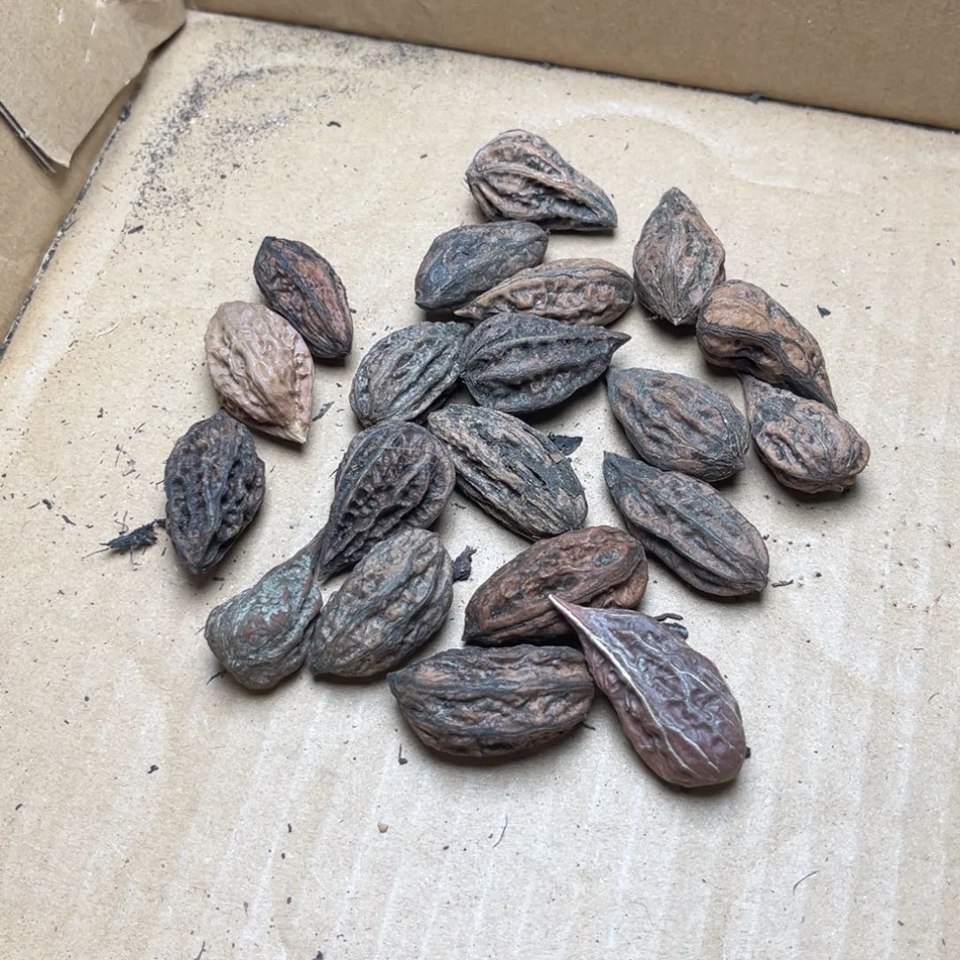 手串文玩核桃核桃15