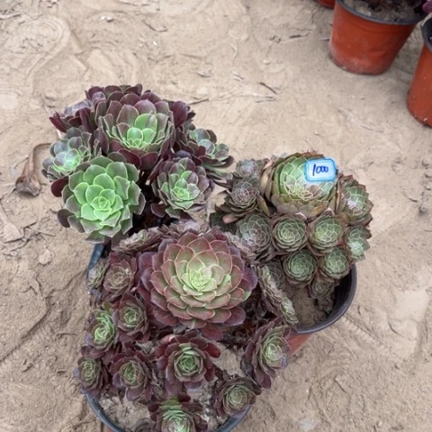 1000多肉植物组合，