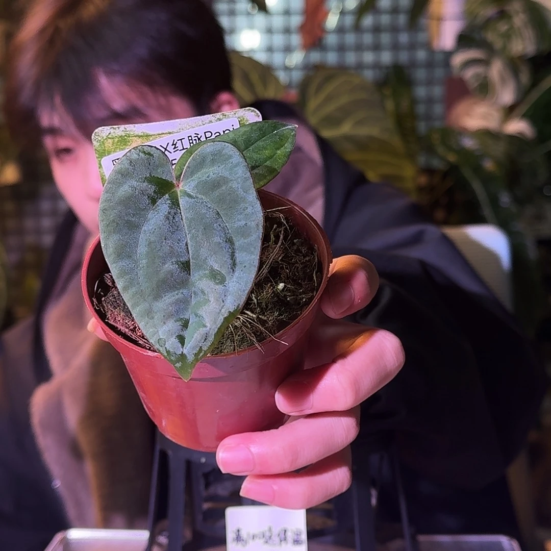 不开花植物H279黑凤凰杂红脉papi