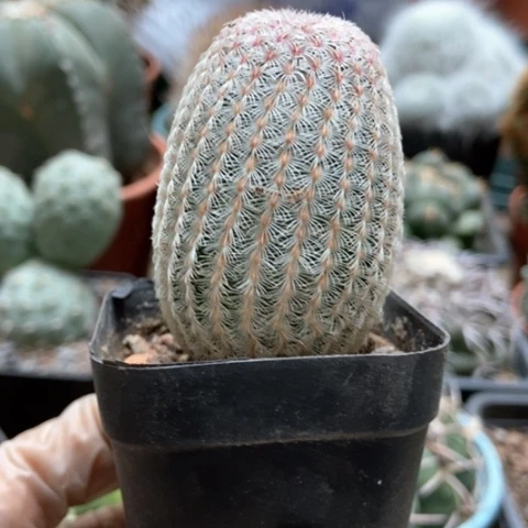 红太阳仙人球3米仙人球