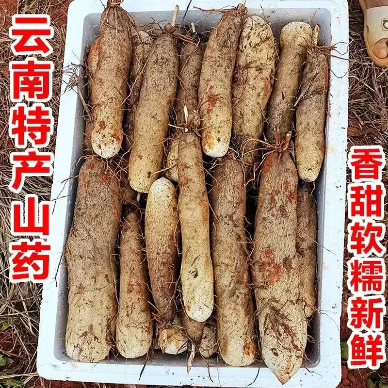 正宗云南灵芝山药软糯香甜新鲜现挖美味糯软下饭鲜食非铁棍山药