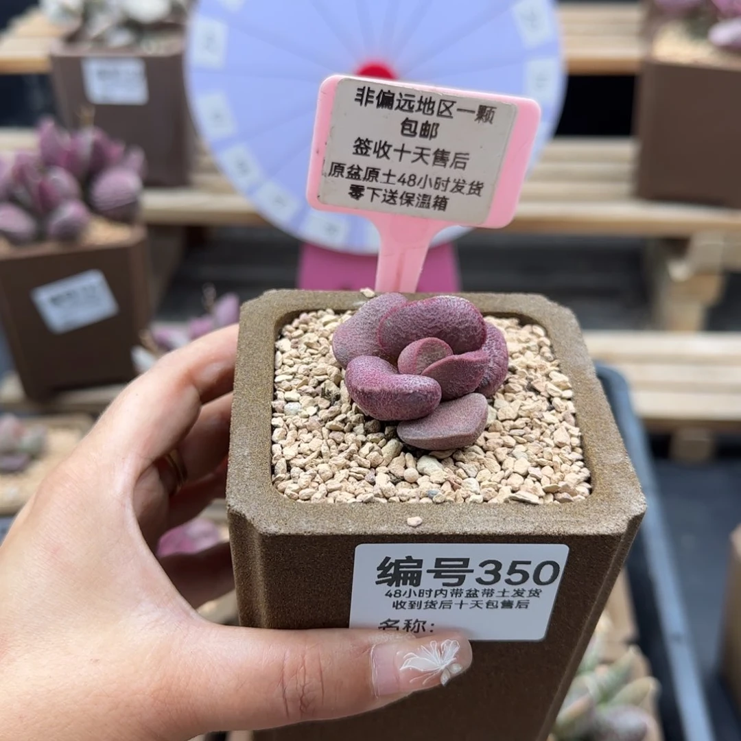 就****吧350实生补差多肉植物