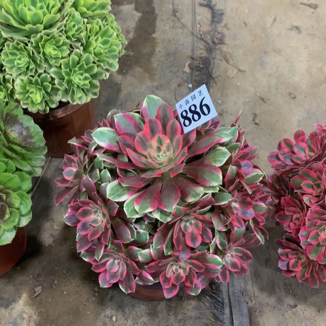 多肉植物886浣纱888888