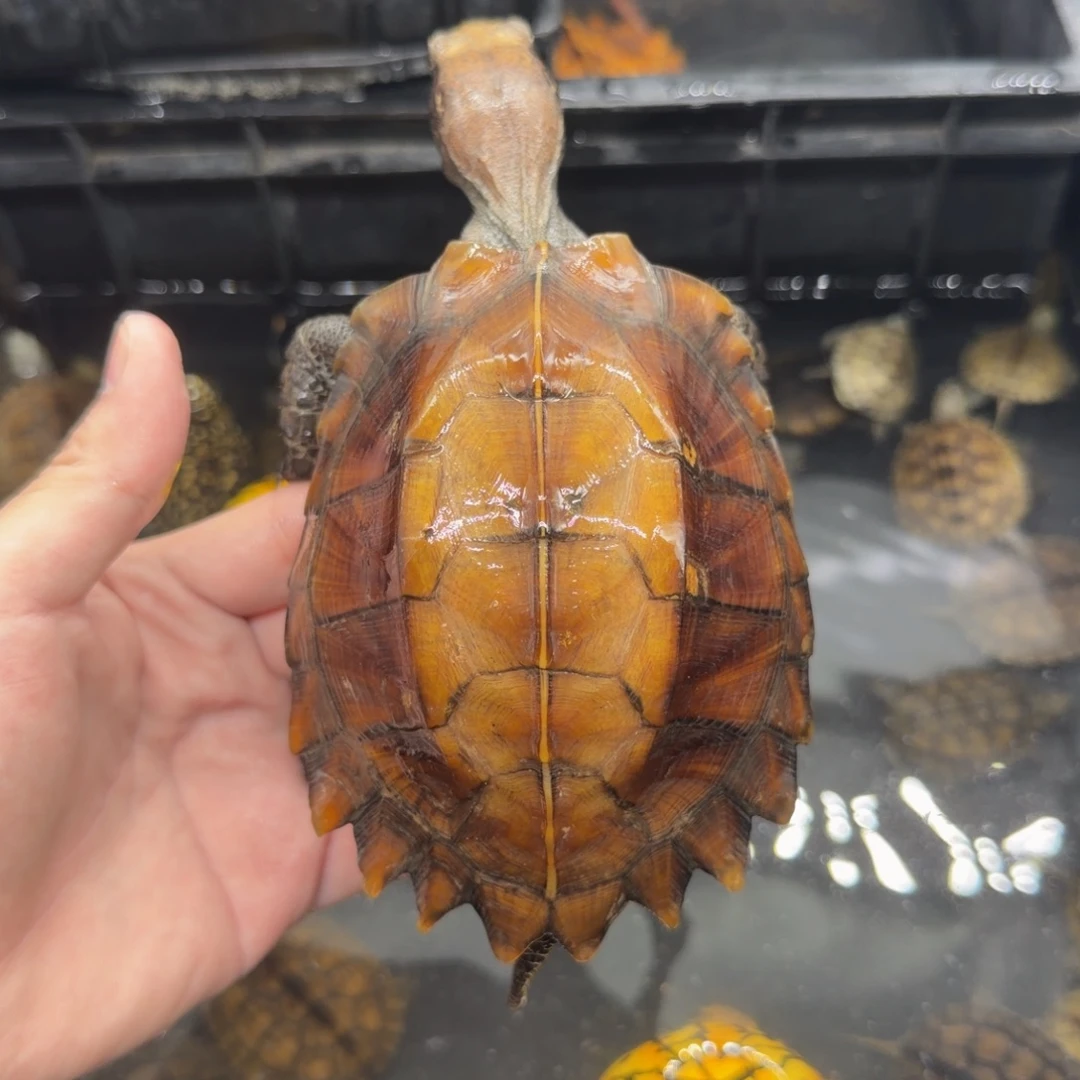 宠物龟不分公母剧缘