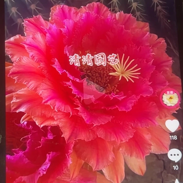 清清3-263根瑕疵仙人球