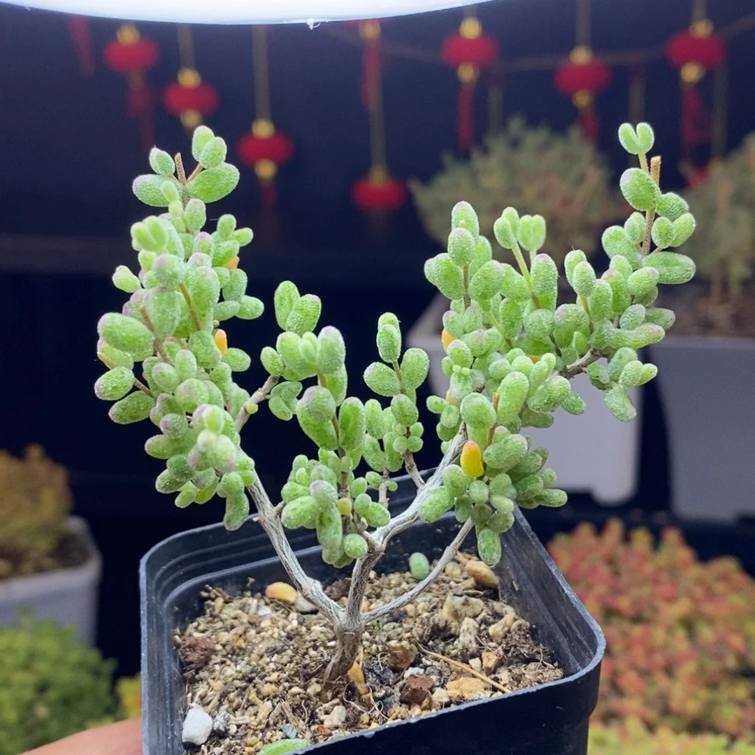 228号糖球锦枝干多肉
