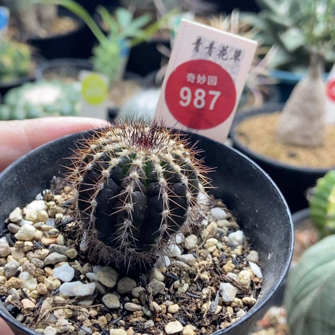 实生尤伯球3cm一棵仙人球