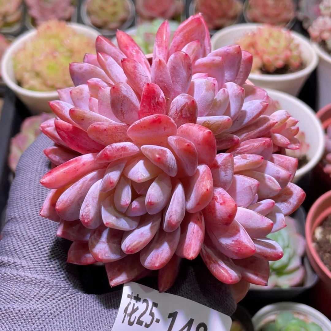 花利美25-148橙梦露