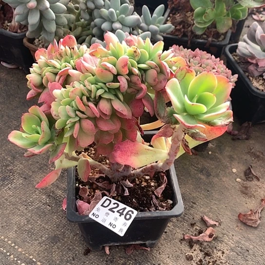 红颜容缀化246 亏本处理退款拉黑7-8天发货