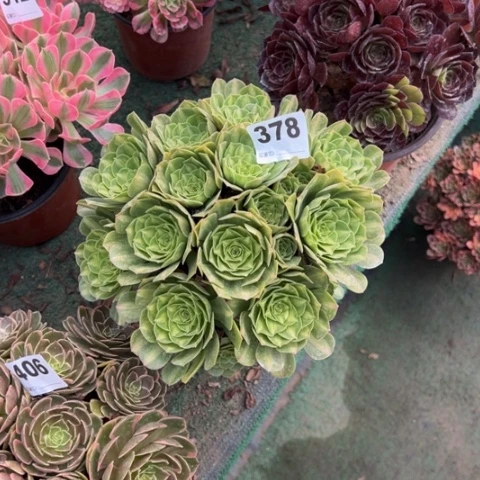 用***8378翡翠琉璃朵朵多肉