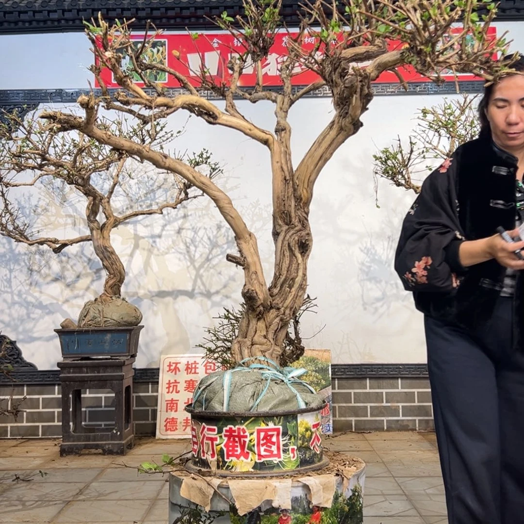 无花朵金银花556666669