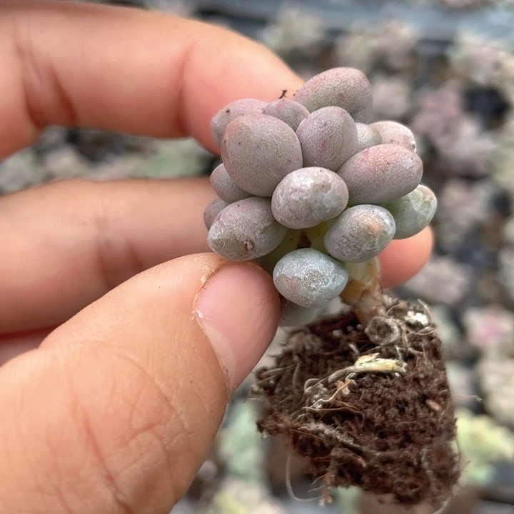 一物一拍桃花奶缀化