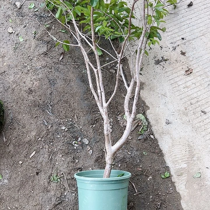 大****）113568889999