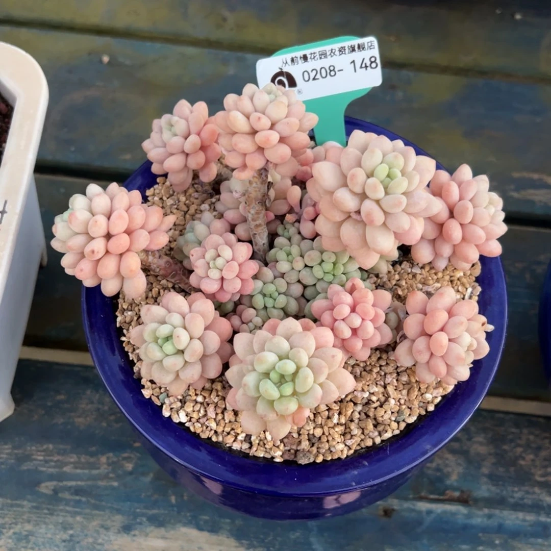 从前慢多肉精选编号0208.148