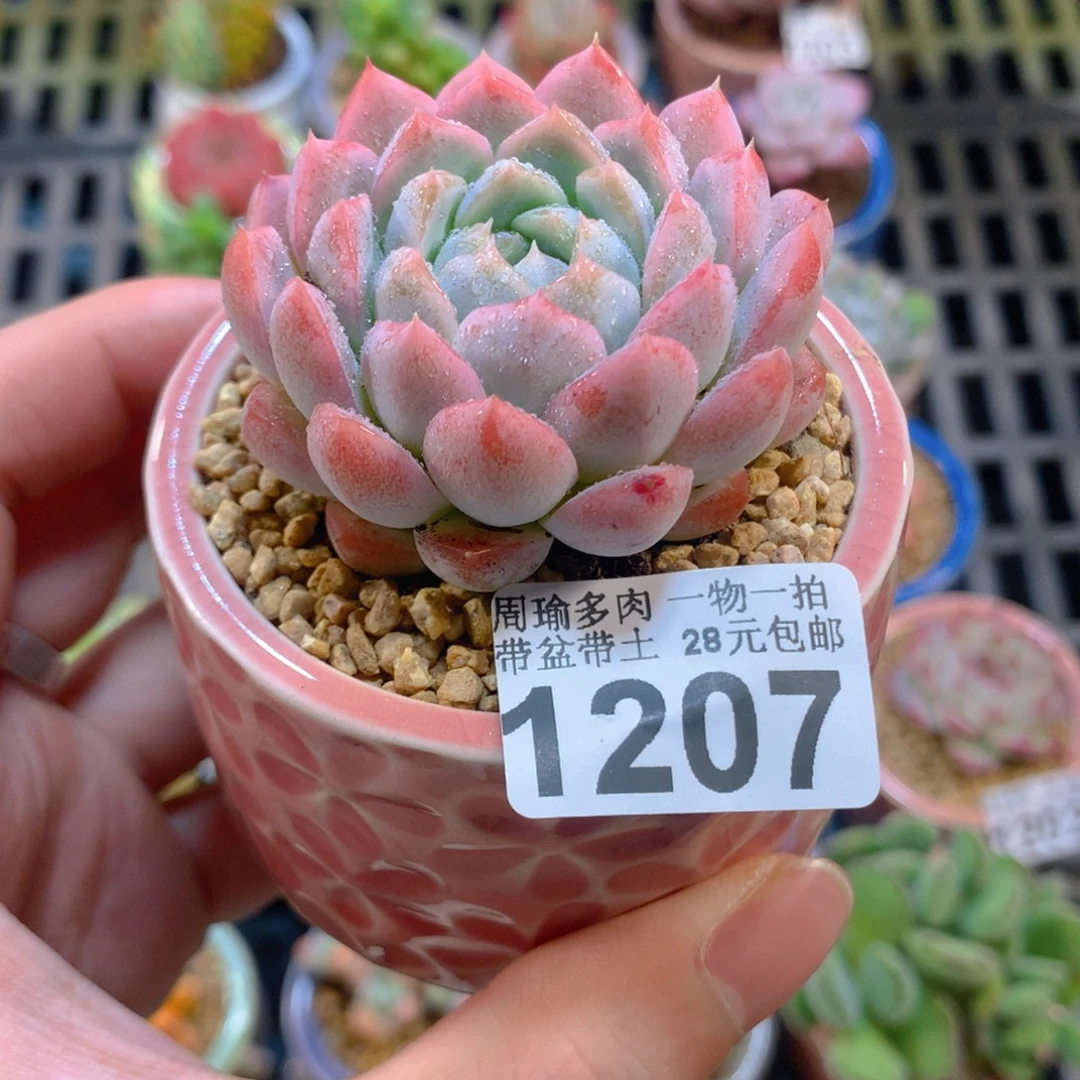 5厘米盆精控多肉1207