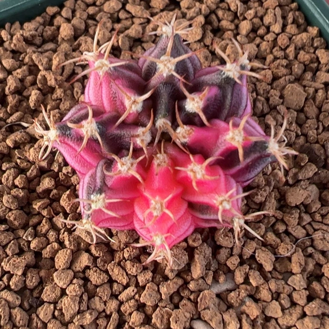 483 好看的米哈冲冲冲