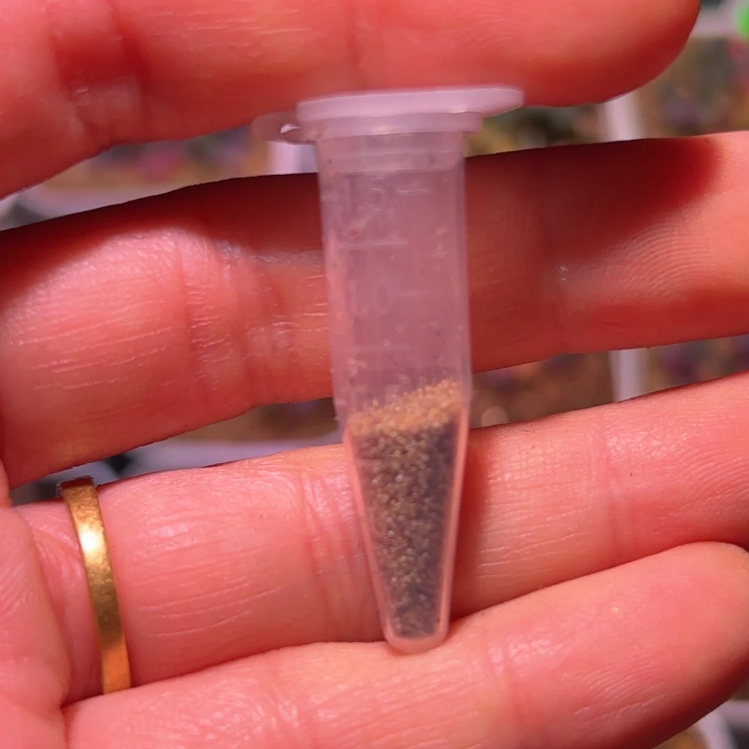 120粒五十铃玉锦种子