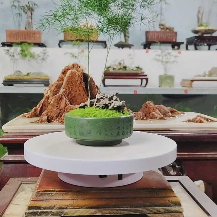 盆景，蓬莱松，玲珑石，孤***惧