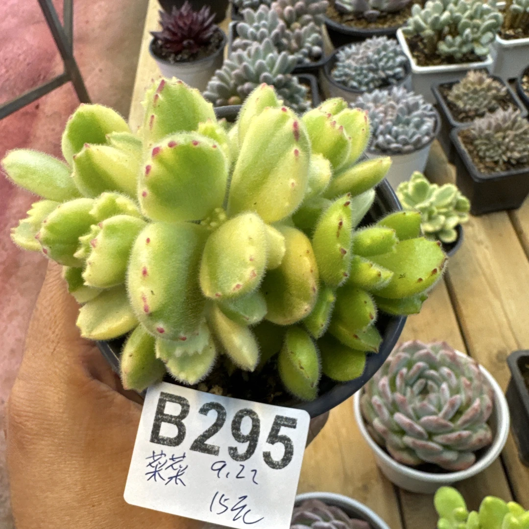 B295，菜菜，多肉植物，熊