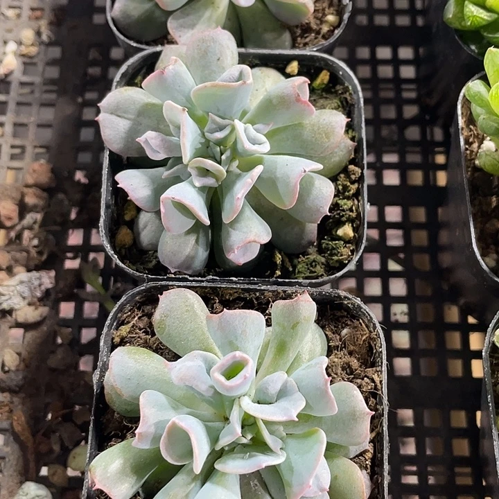 猪鼻子带盆土发货