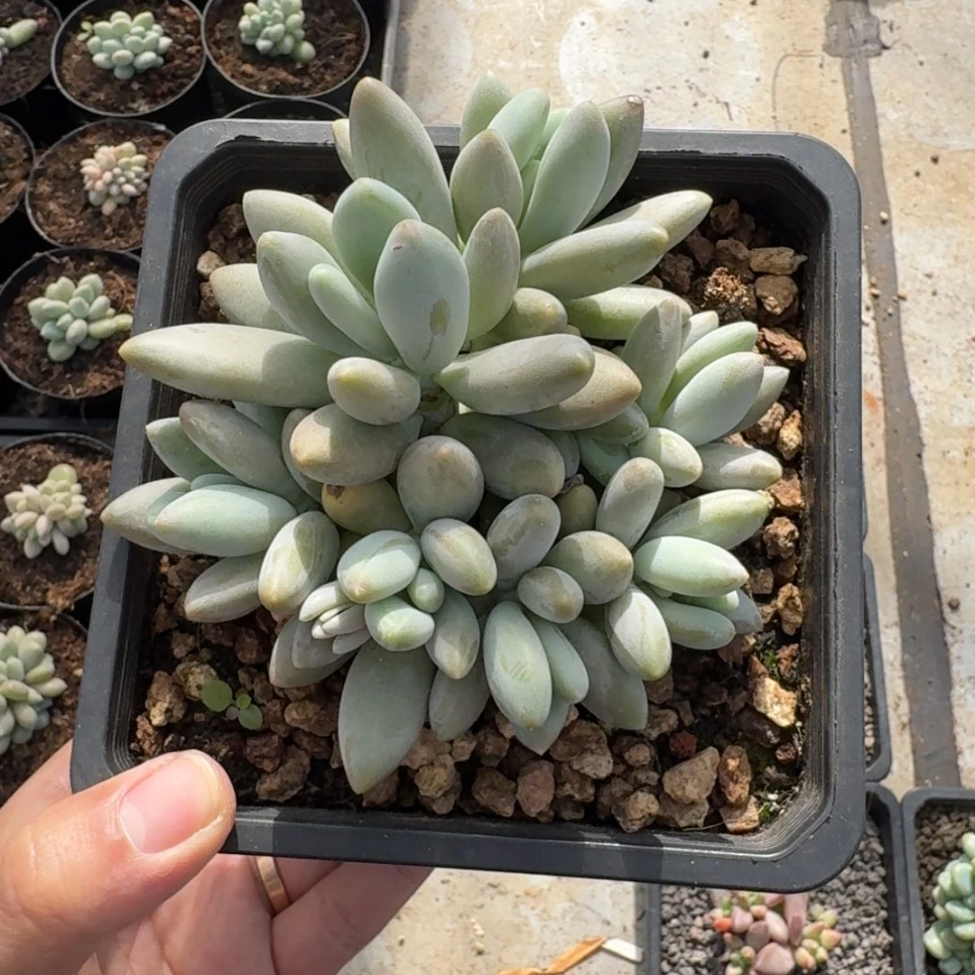 白兰地 群生 一物一拍