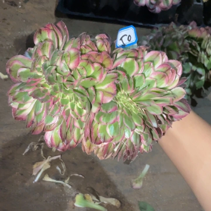 50，不带根荔枝缀化法师