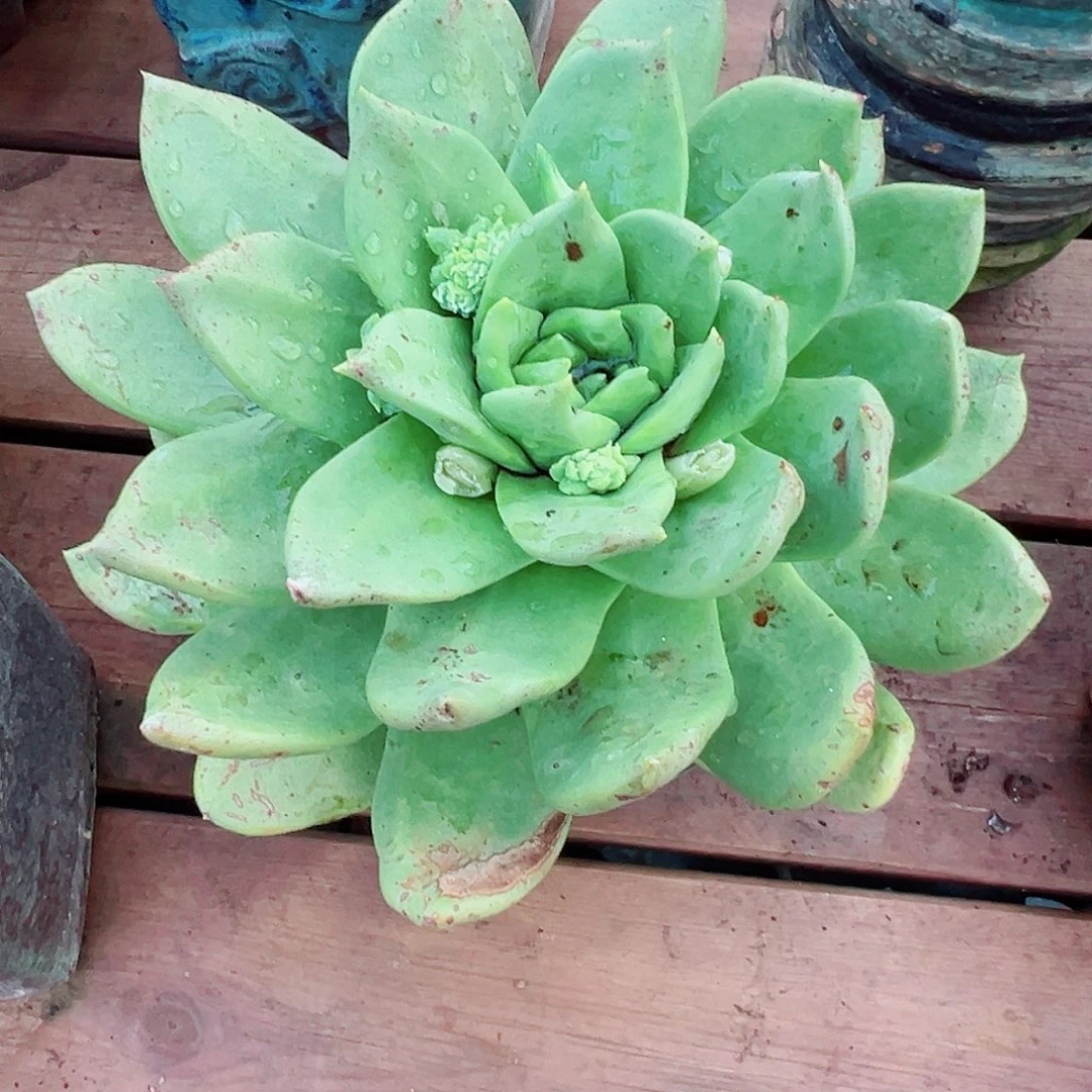 8113绿体布瑞东尼仙女杯