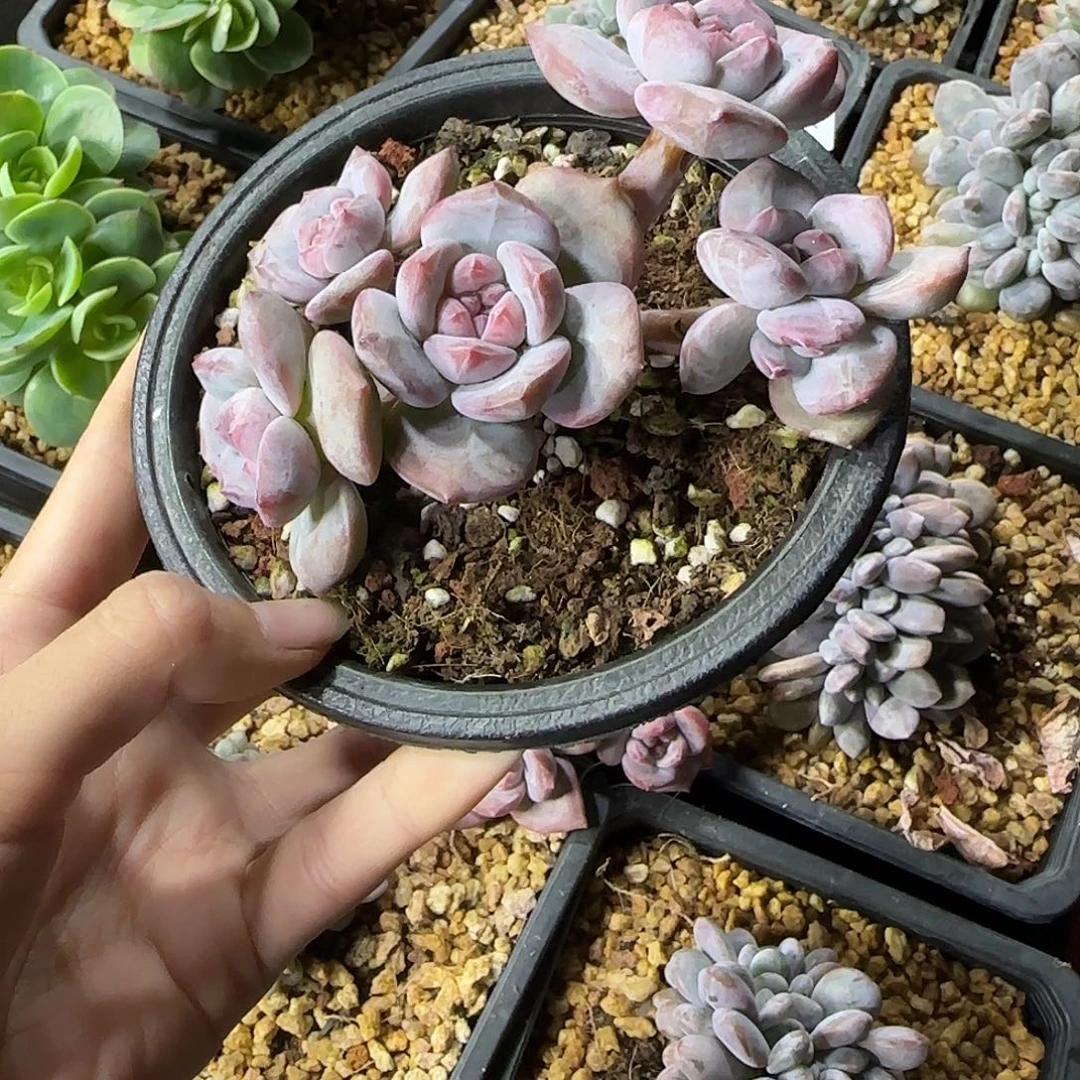 ****゛星影5头一物一拍有砍