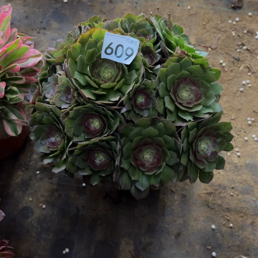 609沙拉碗多肉植物