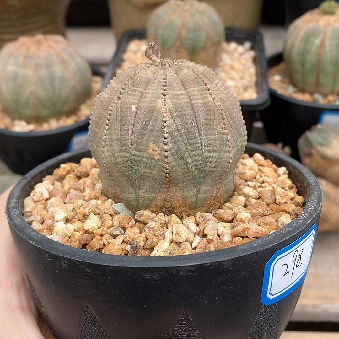 欧系实生布纹球多肉植物