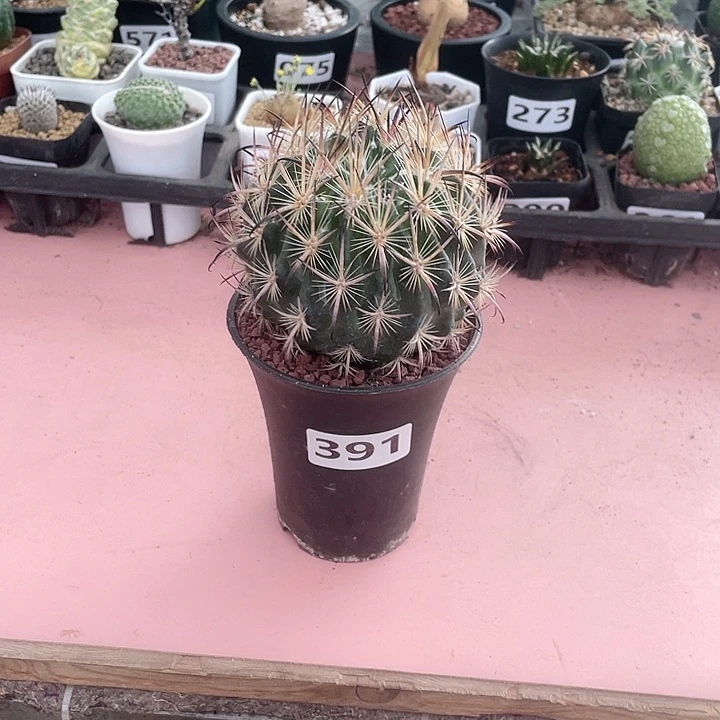 391实生狂刺虎爪玉