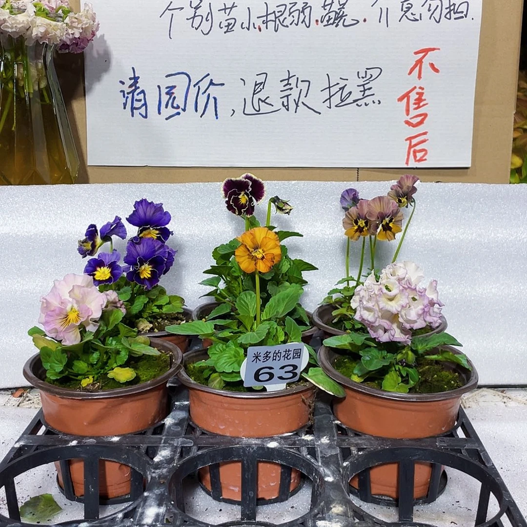 大部分花苞少量开放63