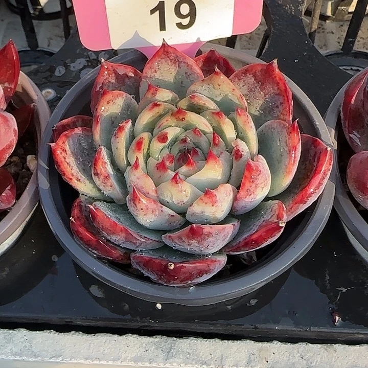 笑***盈19 惊鸿仙子多肉植物7-9cm