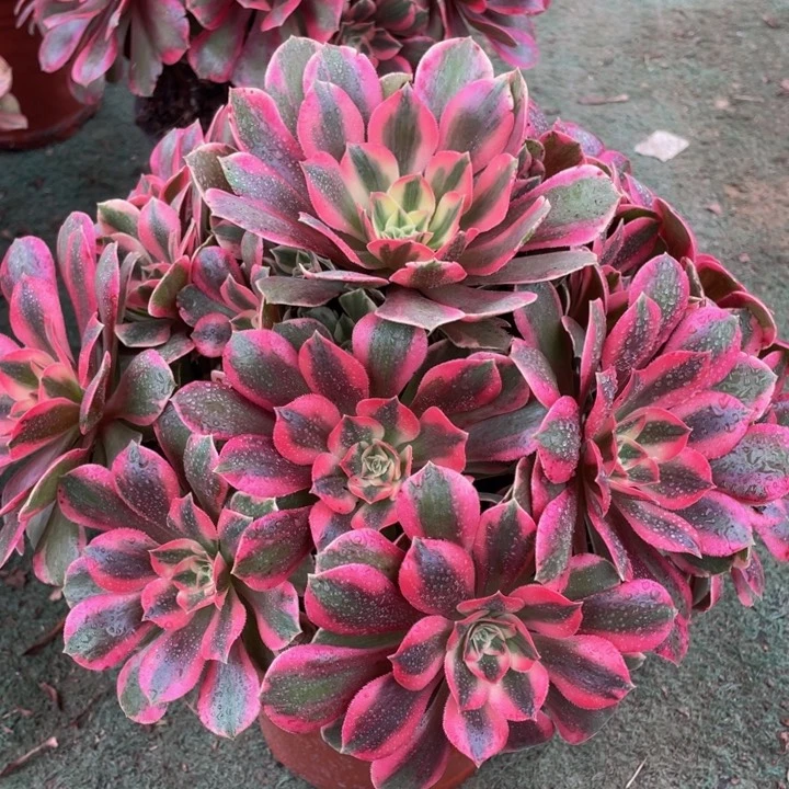 234红粉佳人精品法师多肉