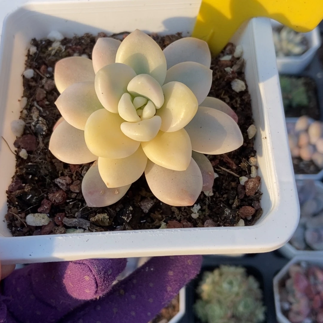 880洛神锦多肉植物多肉