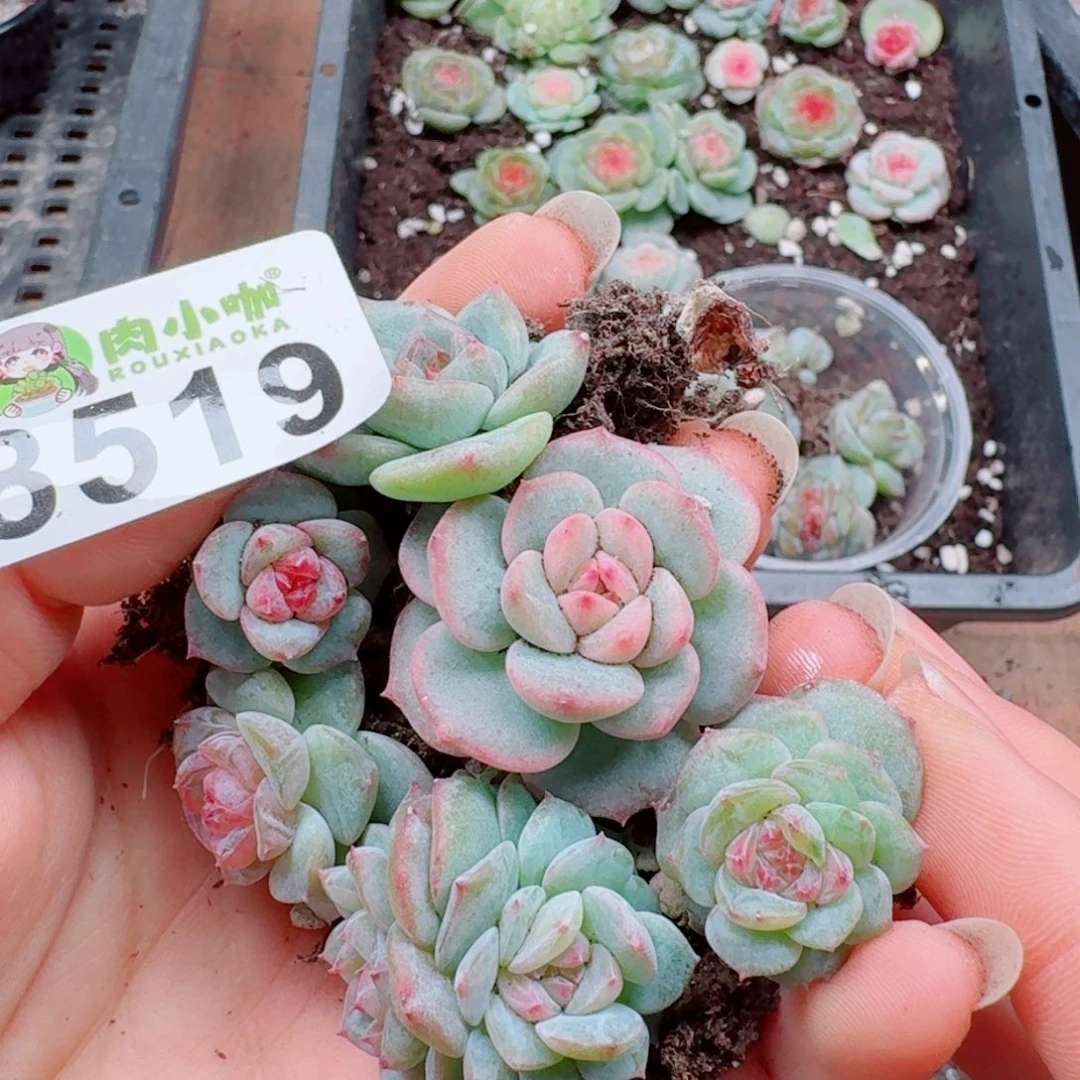 蜡***子多肉植物多肉植物