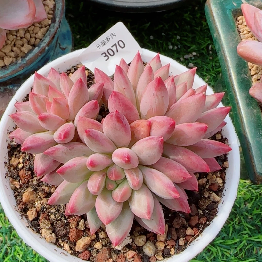 虞美人，3070多肉植物