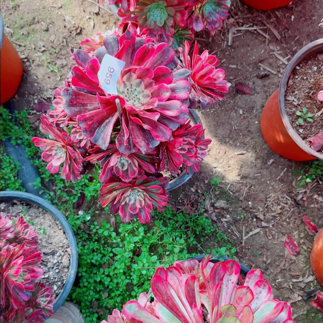 红颜法师多肉959