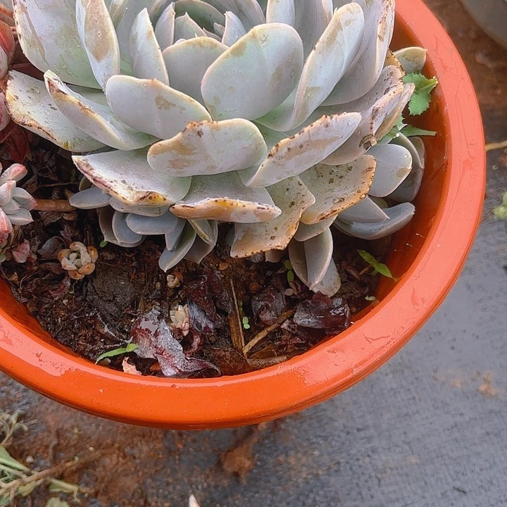 多肉植物。。。。。。。。。。。。。。
